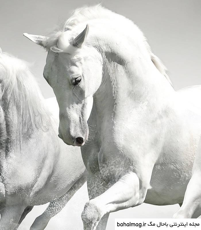  عکس اسب سفید زیبا
