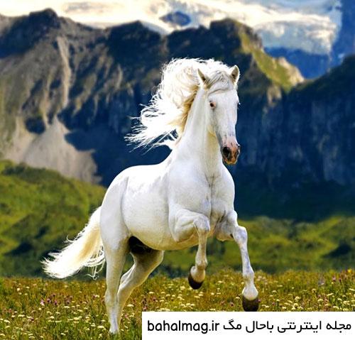  عکس اسب سفید زیبا