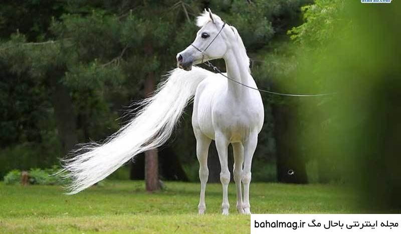  عکس اسب سفید زیبا