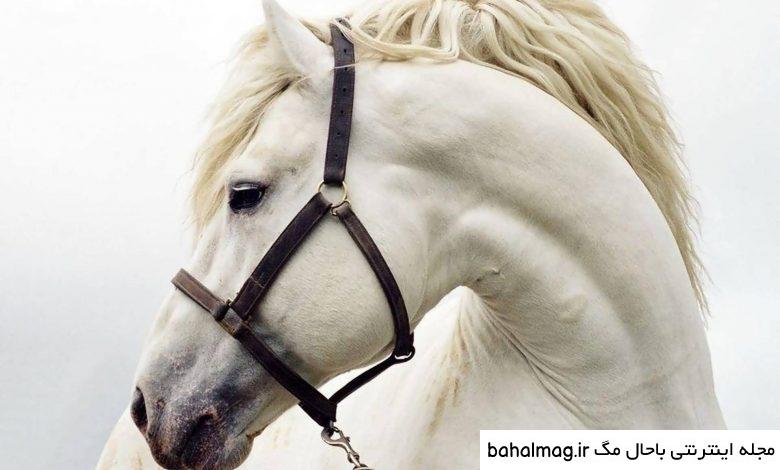  عکس اسب سفید زیبا