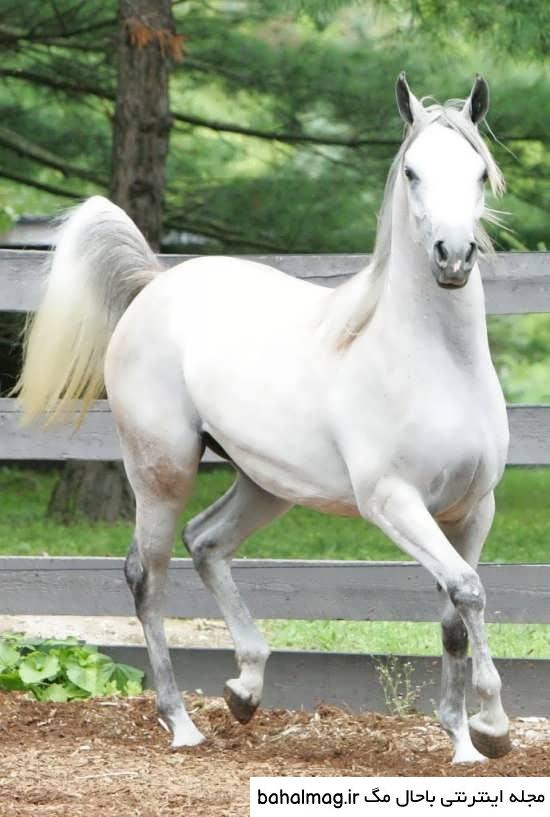 عکس اسب سفید زیبا