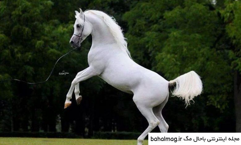  عکس اسب سفید زیبا