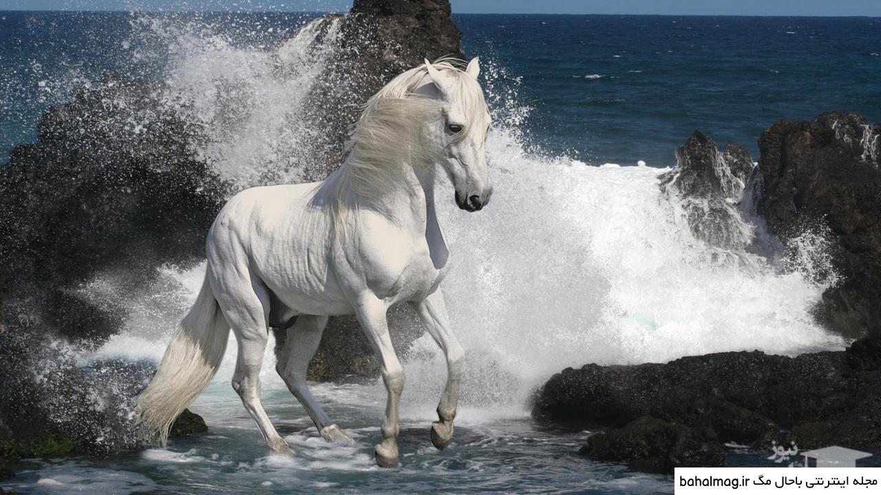  عکس اسب سفید زیبا