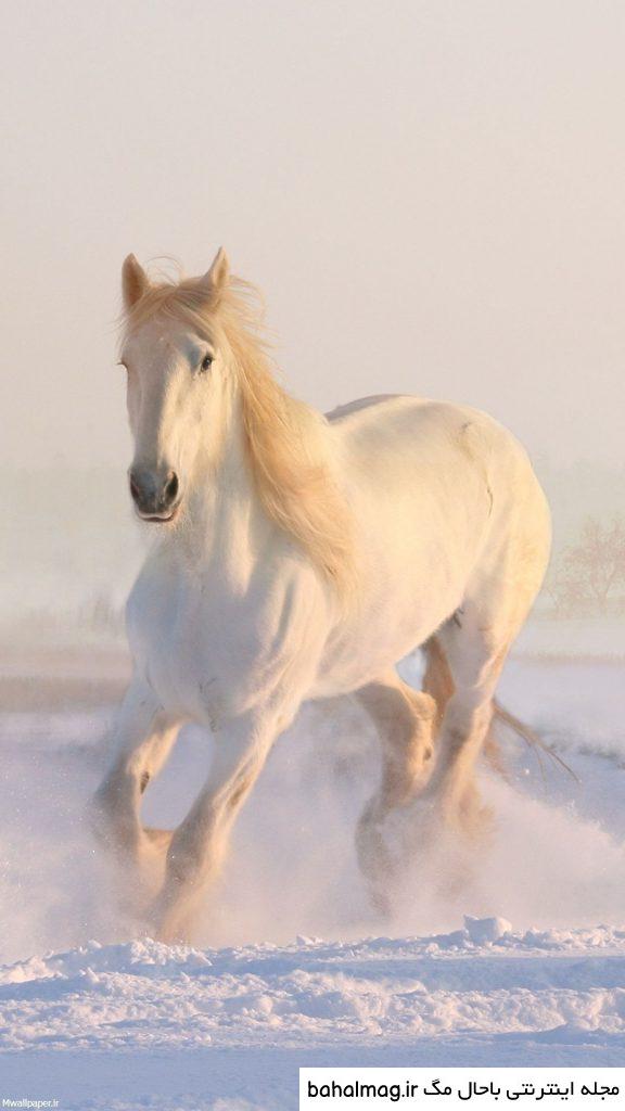  عکس اسب سفید زیبا