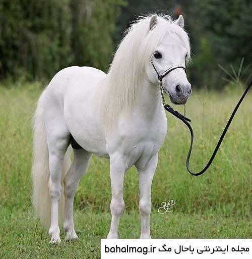  عکس اسب سفید زیبا
