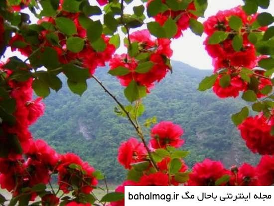 عکس دختر در طبیعت برای پروفایل