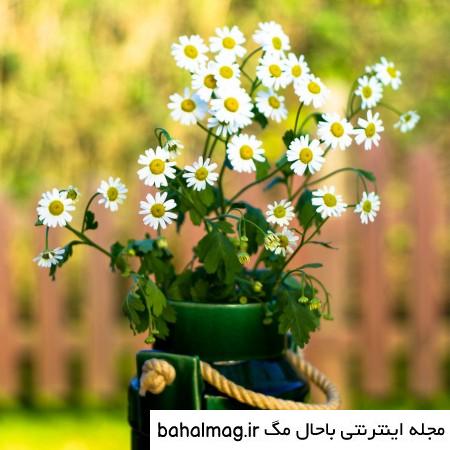 عکس دختر در طبیعت برای پروفایل