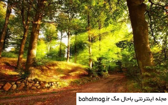 عکس گل و منظره زیبا برای پروفایل