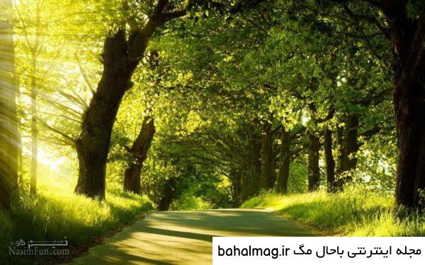 عکس گل و منظره زیبا برای پروفایل