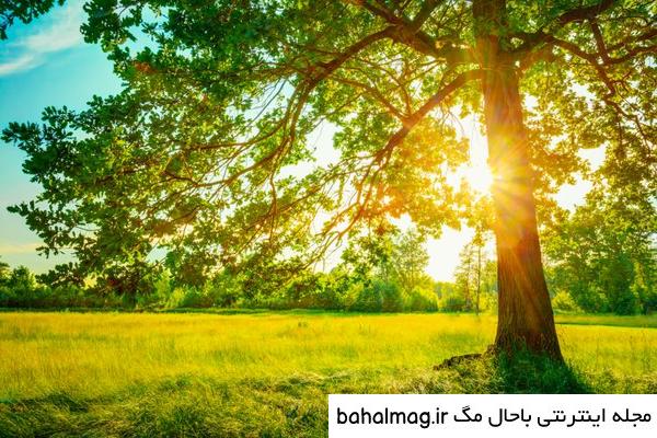 عکس گل و منظره زیبا برای پروفایل