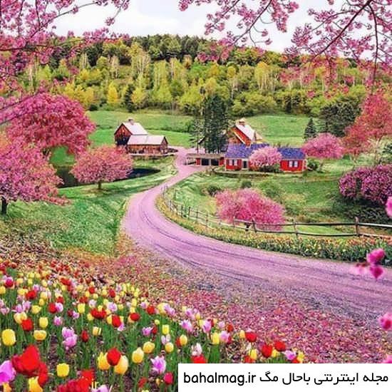 عکس گل و منظره زیبا برای پروفایل