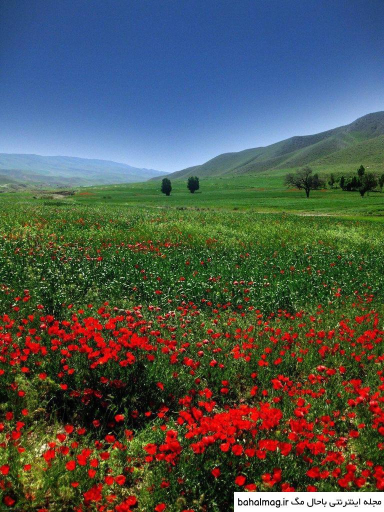 عکس گل و منظره زیبا برای پروفایل