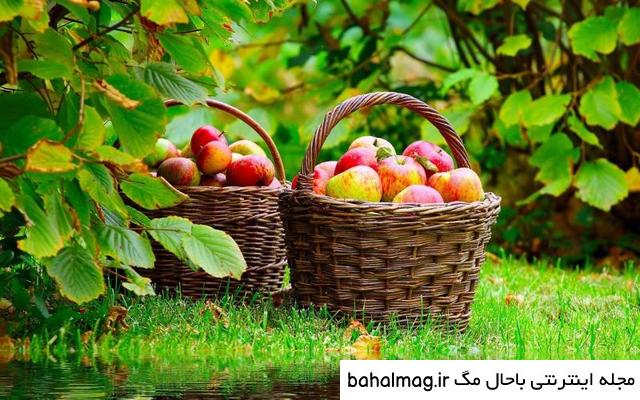 عکس گل و منظره زیبا برای پروفایل
