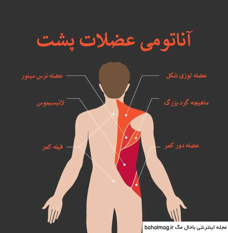 عکس آناتومی بدن انسان از پشت