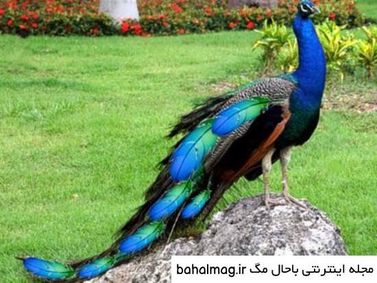 عکس از طاووس بسیار زیبا
