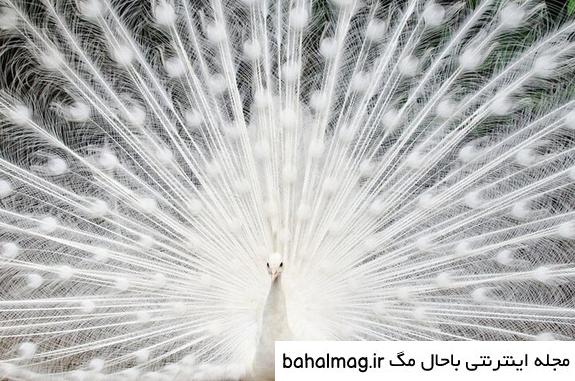 عکس از طاووس زیبا تازه