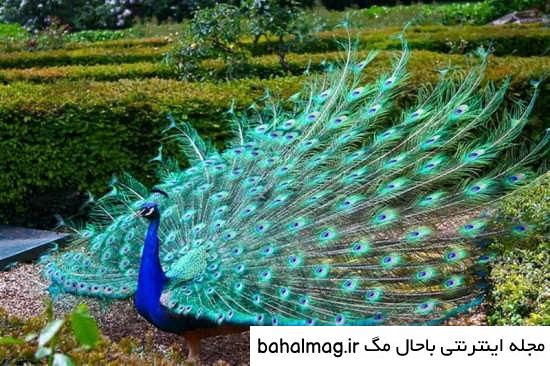 عکس از طاووس زیبا خاص