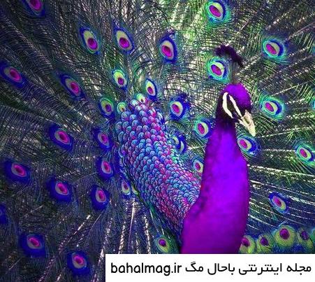 عکس از طاووس زیبا دانلود