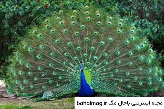 عکس از طاووس زیبا