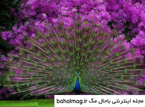 عکس از طاووس های زیبا