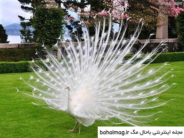 عکس طاووس زیبا برای پروفایل