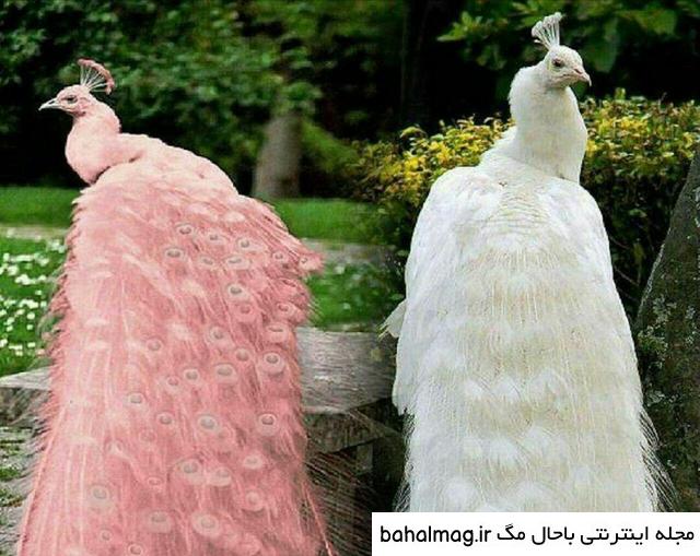 عکس طاووس زیبا