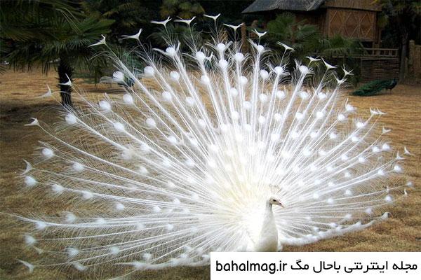عکس هایی از طاووس زیبا