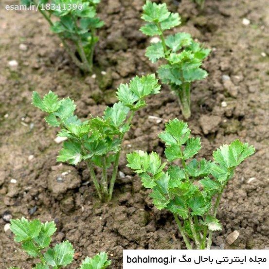 عکس بذر کرفس باحال مگ