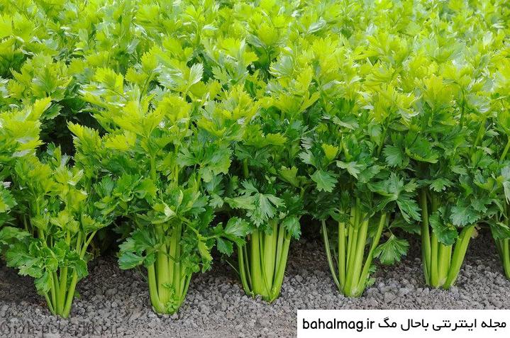 عکس بذر کرفس به روز