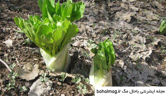 عکس بذر کرفس دانلود