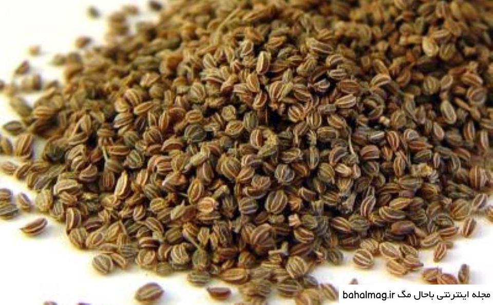 عکس بذر کرفس کوهی