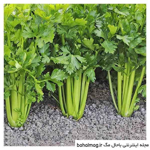 عکس بذر کرفس