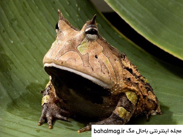 عکس زشت ترین قورباغه دنیا جدید