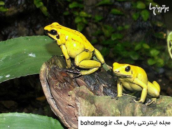 عکس زشت ترین قورباغه دنیا خاص