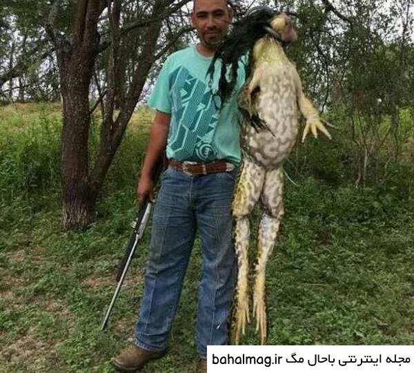عکس زشت ترین قورباغه دنیا دانلود