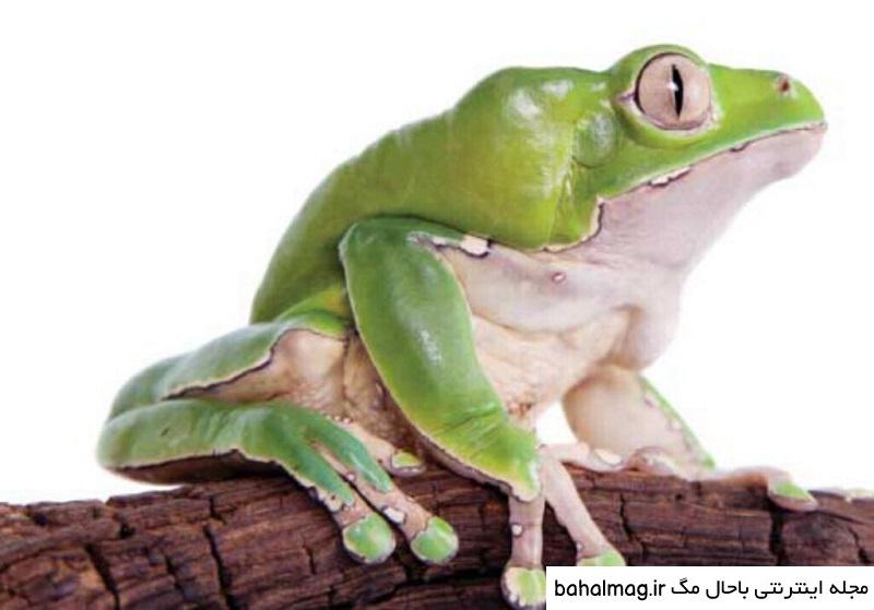 عکس زشت ترین قورباغه دنیا