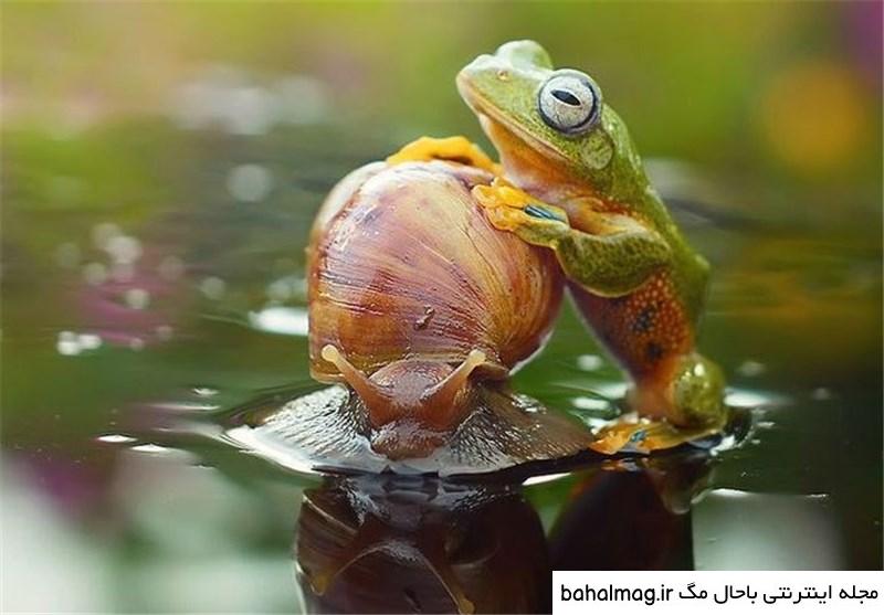 عکس زیباترین قورباغه دنیا