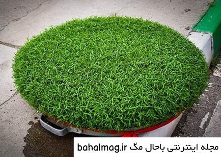 عکس انواع سبزه برای عید