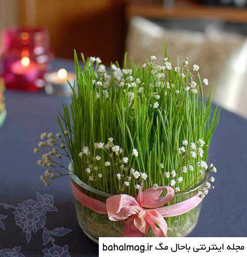 عکس سبزه برای عید نوروز