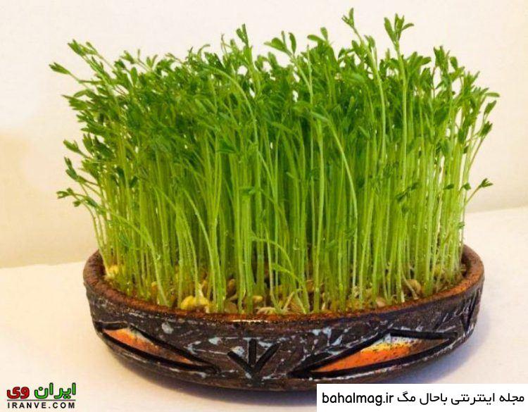 عکس سبزه برای عید