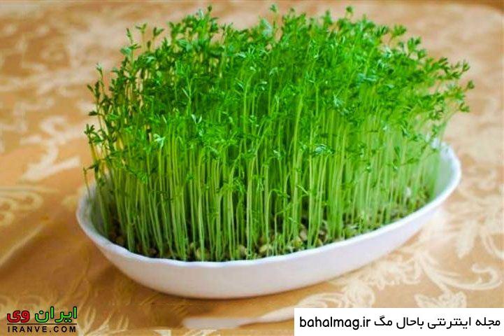 عکس سبزه های عید به روز