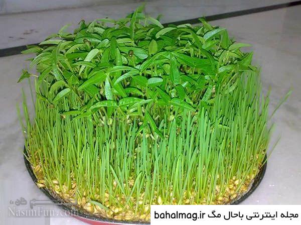 عکس سبزه های عید خاص