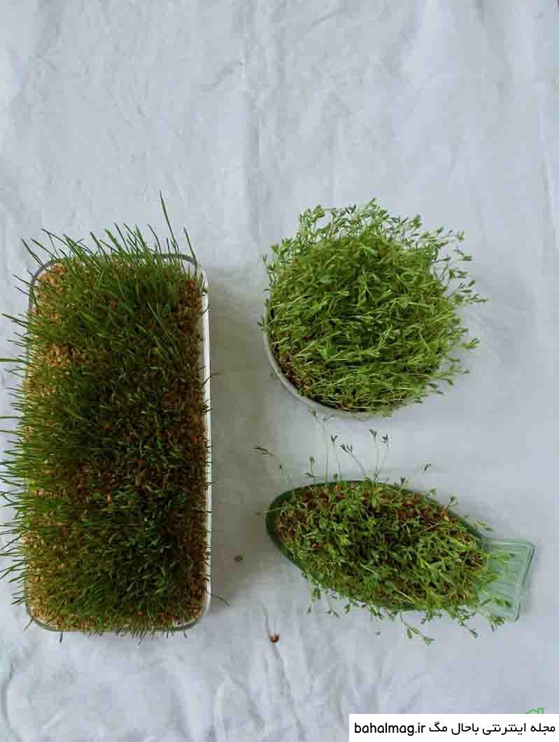عکس های سبزه عید جدید