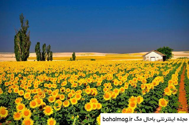 عکس شاد از طبیعت با کیفیت