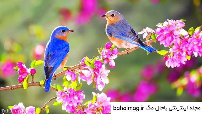 عکس شاد از طبیعت جدید