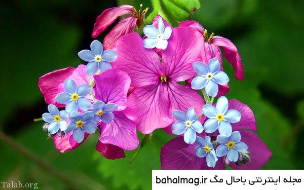 عکس شاد از طبیعت خاص