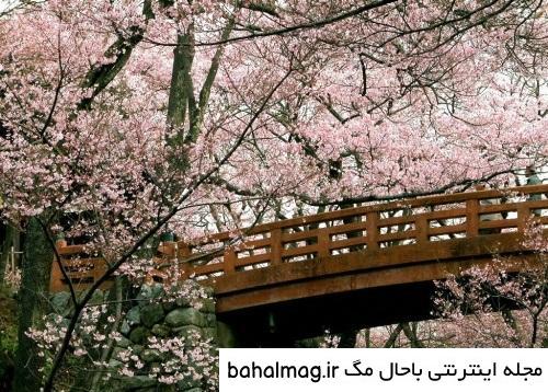خاص ترین عکس طبیعت زیبای فصل پاییز