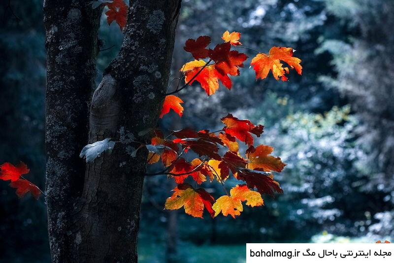عکس طبیعت زیبای فصل پاییز با کیفیت