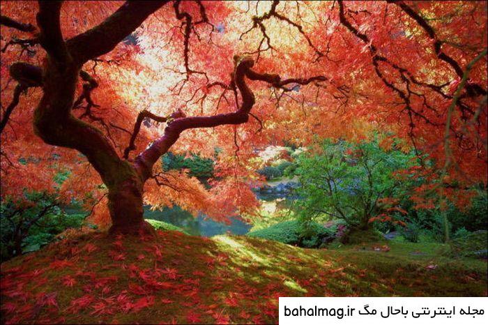 عکس طبیعت زیبای فصل پاییز باحال مگ