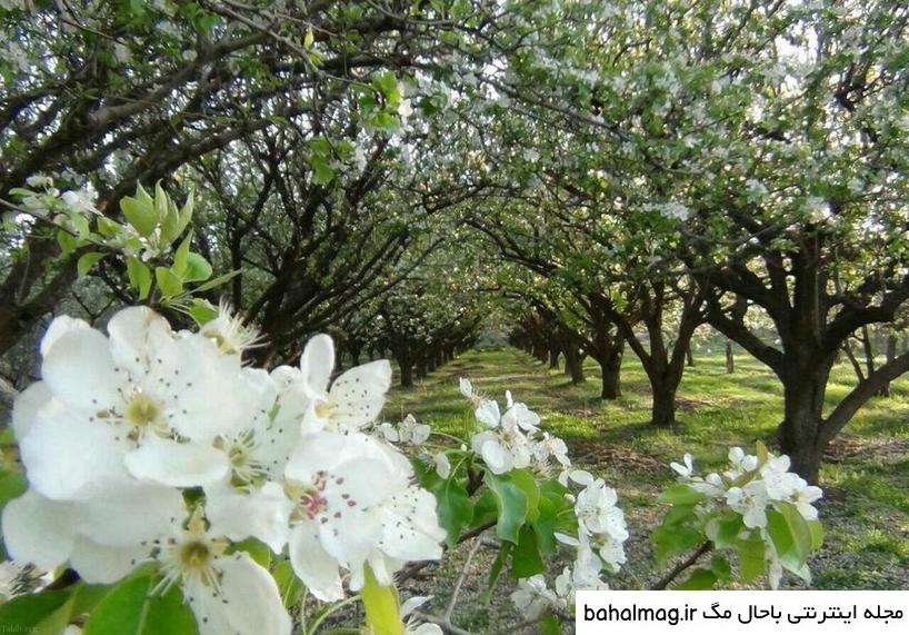 عکس طبیعت زیبای فصل پاییز به روز